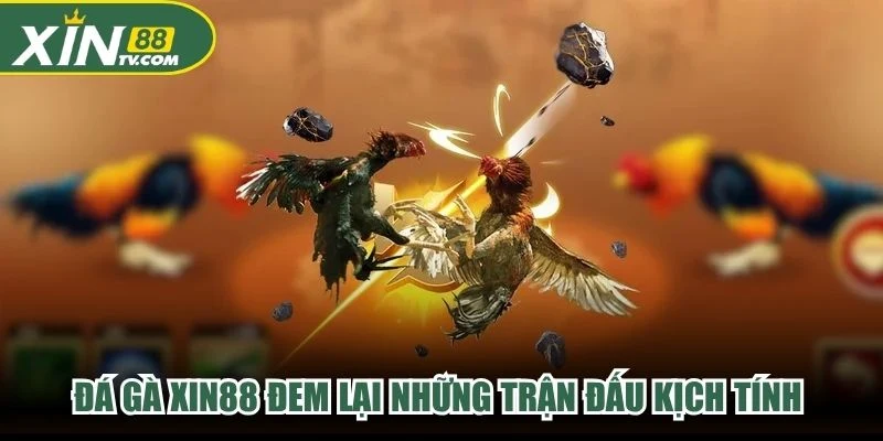 Đá gà XIN88 đem lại những trận đấu kịch tính với bầu không khí nghẹt thở