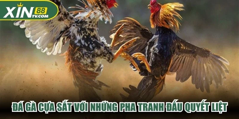Đá gà cựa sắt với những pha tranh đấu quyết liệt và không khí kịch tính